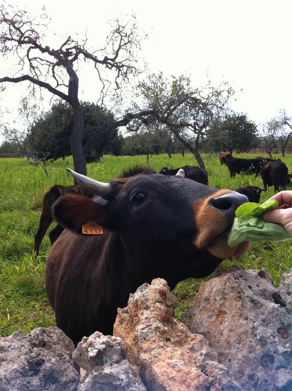 Sa Bassa Crua Agroturismo Sa Torre Exteriör bild